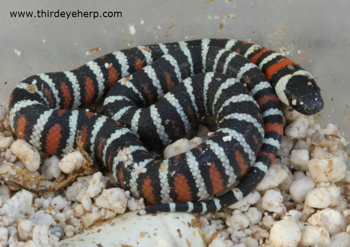 San Bernardino California Mountain King Snakes
